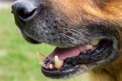 Closeup Of A Dog Shepherd Mouthbig Dog Teeth Shepherd German Nose