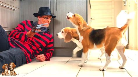 Dogs Vs Freddy Krueger Prank Cute Dogs Louie And Marie The Beagles