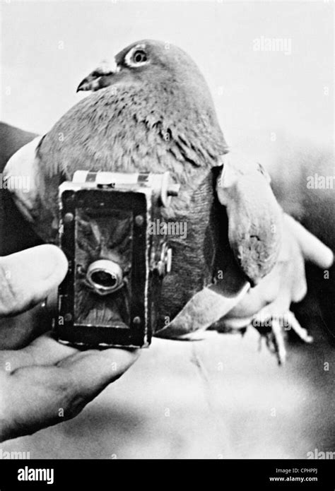 Carrier Pigeon With Camera 1938 Stock Photo Alamy