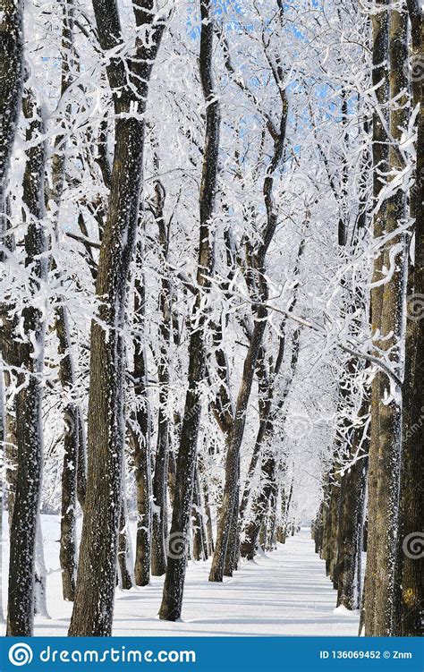 Winter Forest In Sunny Day Stock Photo Image Of Frost