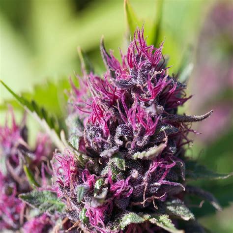 Cannabis Purple Why Does Cannabis Turn Purple Myths And Facts