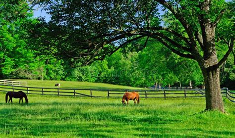 Horses Grazing In A Rural Farm Pasture Stock Photo Image Of Riding