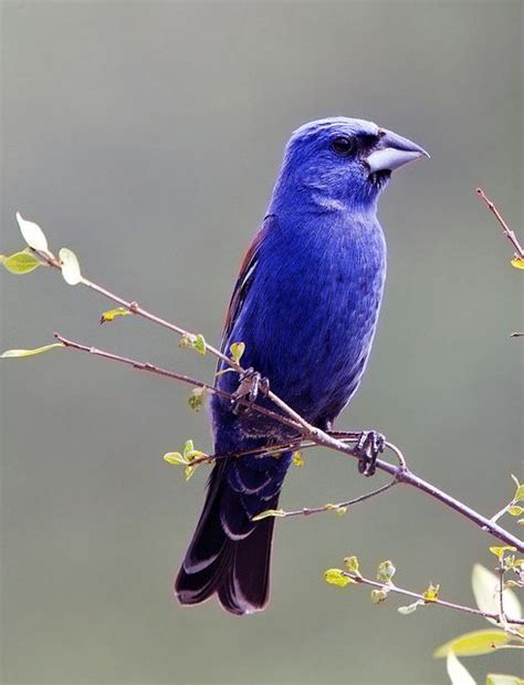 Indigo Bunting Passerina Cyanea By Gary1844 Via Flickr Pet Birds