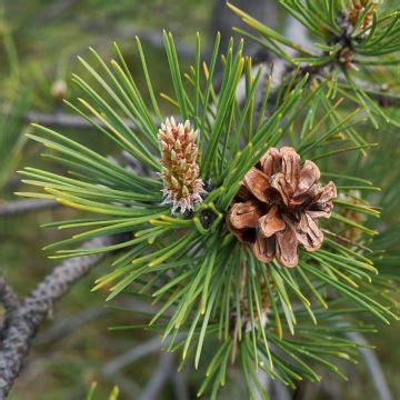 Conifer is a botanical classification: Conifers - Chief River Nursery