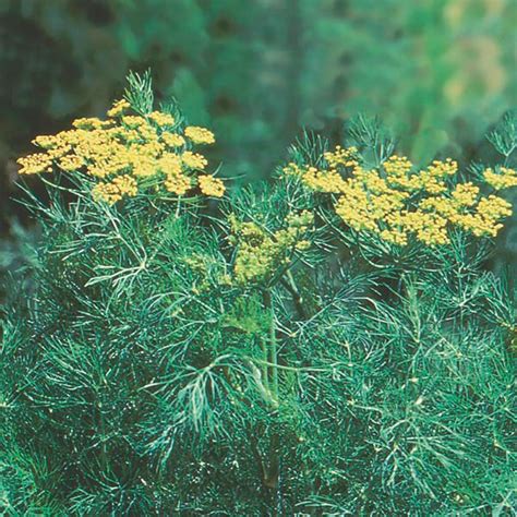 Everything you take from the dill plant can be used in food, either dried, chopped, or as fresh fronds laid across a casserole. Dill (Anethum graveolens) | My Garden Life