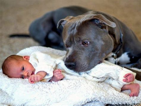 Why Do Dogs Become Protective Of Babies