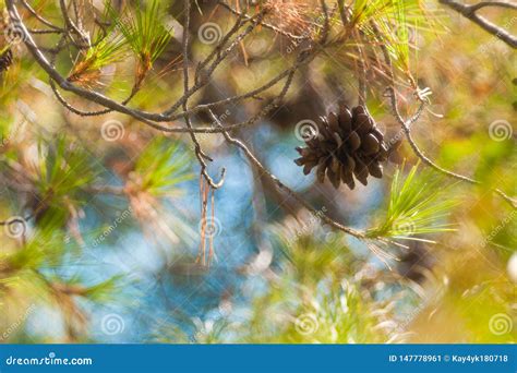 Green Mountain Pine Pinus Mugo Closeup With Young Cones On Blurred