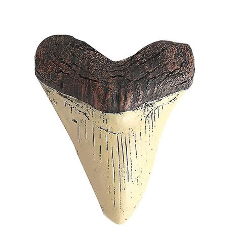 Megalodon Tooth Fossil Giant Tooth Megalodon Tooth Resin Replica