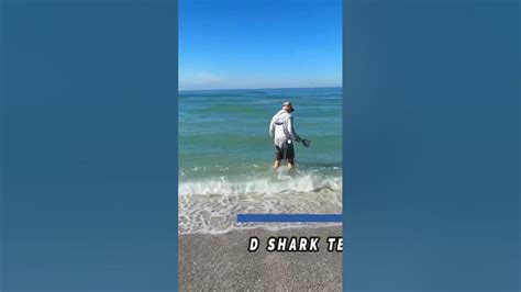 How To Find Shark Teeth At Caspersen Beach Venice Florida Youtube