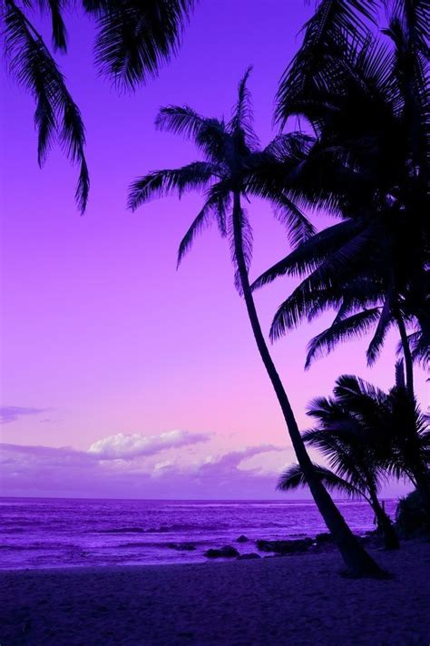 Purple Sunset Wallpaper Palm Trees Sunset Purple 1943899 Hd