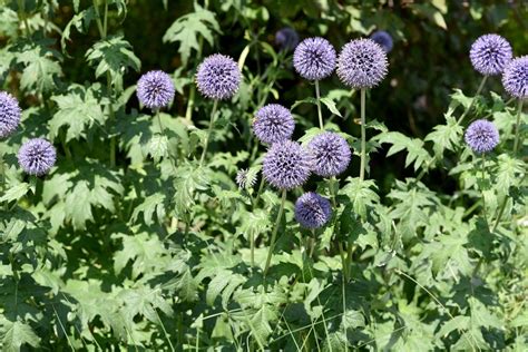 Drought Tolerants Perennial Plants Thompsons Plants And Garden Centres