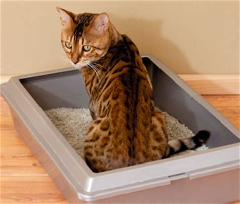 The first is, is it okay to spay an older cat? Can I Train an Outdoor Cat to Use a Litterbox?