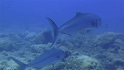 Great Amberjacks Μαγιάτικα In Nisyros Youtube