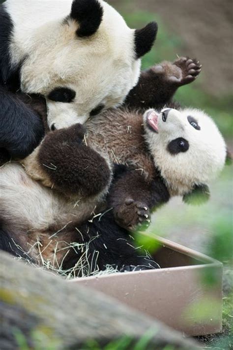 Beau ensemble vectoriel avec quelques enfants dessinés à la main des animaux de bébé mignons sur fond transparent. Le bébé panda - pouvez-vous choisir le plus mignon ...