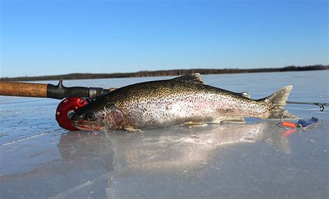 Icefishing For Rainbows Alaska Ice Fishing Blog Fish Alaska Magazine