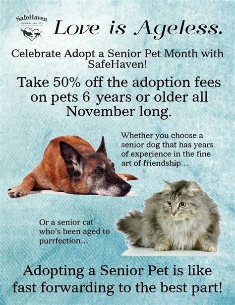 November Is Adopt A Senior Pet Month Adopt A Senior Senior Cat