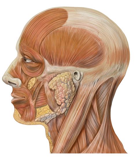 Facial Muscles Head Anatomy Muscles Of The Face