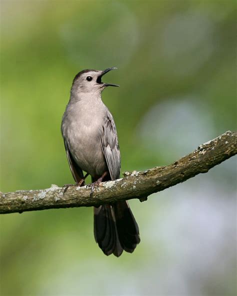 Mockingbird Thrashers All Three Species Expected In Indiana Have