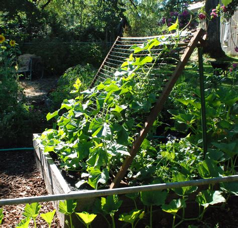 Wrap the vine tendrils around the bottom of the clothesline. Cucumber trellis \ ladder for growing cucumbers in limited ...