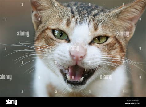 Domestic Cat Hissing Stock Photo Alamy