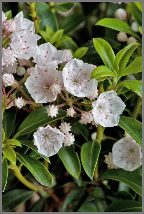 A Close Up View Of Dwarf Mountain Laurel