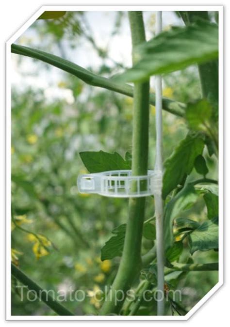 Tomato Clips Make The Binding Of Your Plants More Efficient