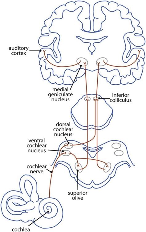 The Ascending Mammalian Auditory Pathway—from Cochlea To Cortex