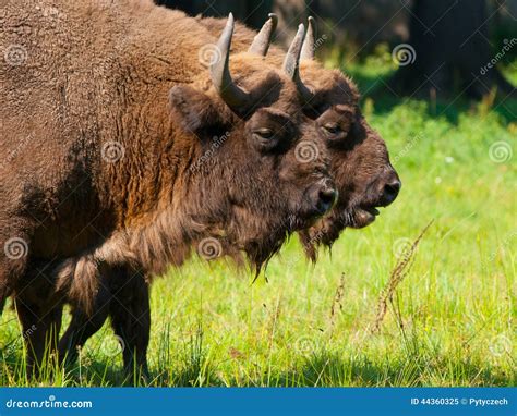 Two Bisons Stock Image Image Of Furry Grass Brown 44360325