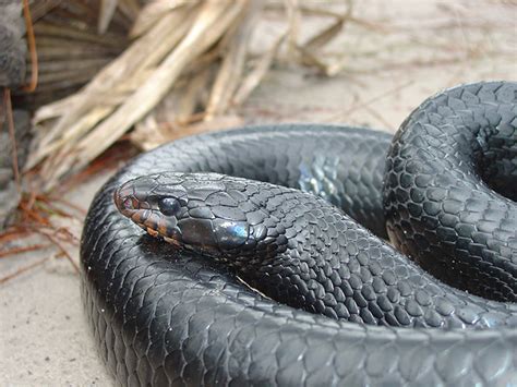 Indigo Snake And Wildlife Fest To Be Held In Conecuh National Forest On