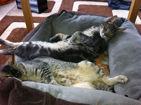 Casey And Davey Two Happy Sureflap Cats That Have Found A Comfy Spot