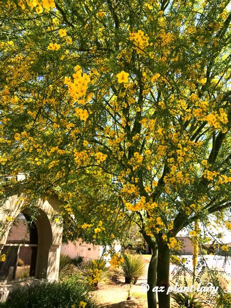 Palo Verde Tree Yellow Showers