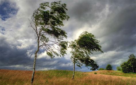 Download Wallpaper For 540x960 Resolution Trees Grass Clouds Wind