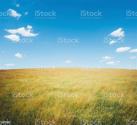 Natural Summer Green Field With Clear Blue Sky Stock Photo Download