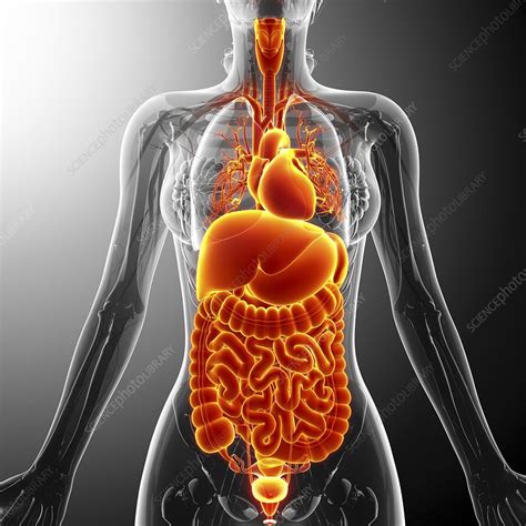 Human Internal Organs Artwork Stock Image F Science