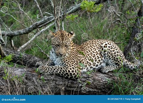 African Leopard In South Africa Stock Image Image Of Panthera