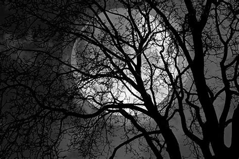 Moon Tree Photo Photo Image Abstract Artwork