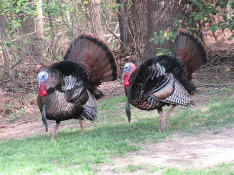 Statewide Spring Turkey Season Set To Open