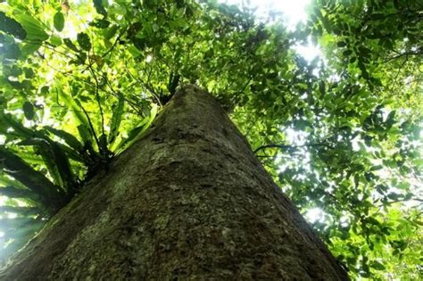 Pohon Ulin Terbesar Dunia Ada Di Indonesia