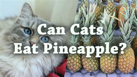 When it comes to human beings, these tropical fruits can have tons of awesome benefits either as a regular snack or as cats do enjoy different flavors and textures. Can Cats Eat Pineapple? | Pet Consider