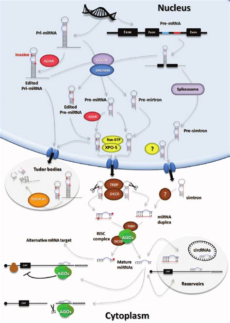 Biogenesis australia is proudly australian owned & operated, licensed producer of chlorella and spirulina. MicroRNA biogenesis, degradation, storage, and recycling. The figure... | Download Scientific ...