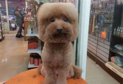 Will You Be Doing It Doggy Style Craze For Square Pooch Hair Cuts