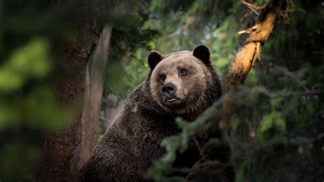 Desktop Wallpaper Brown Bear Predator Wildlife Forest Hd Image