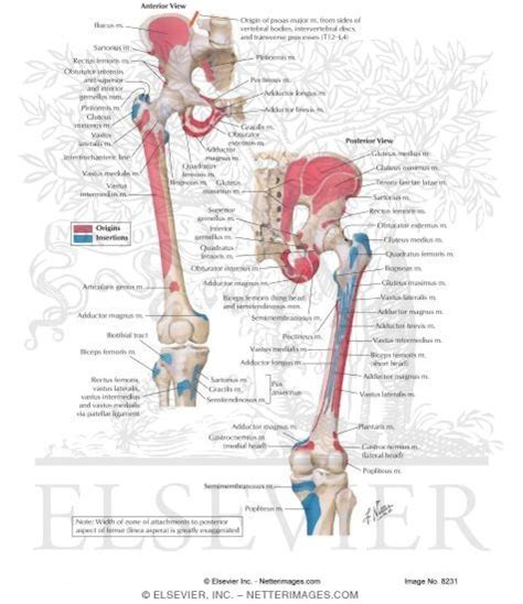 Want to test your knowledge on the sartorius, and other anterior thigh muscles? Bony Attachments of Buttock and Thigh Muscles Muscles: Origins and Insertions