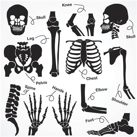 The human body is the structure of a human being. The Human Skeleton: All You Need to Know - Bodytomy