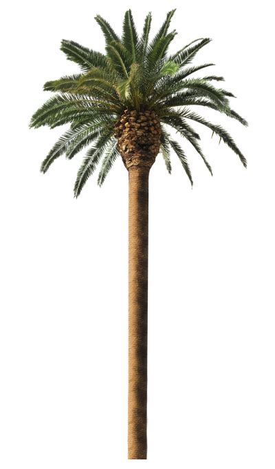 Date Palm Tree Png