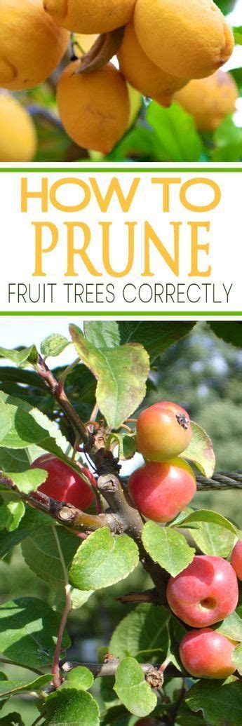 How To Prune Fruit Trees The Correct Way Gardenlovin Fruit Tree