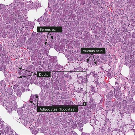 Normal Salivary Glands Histology