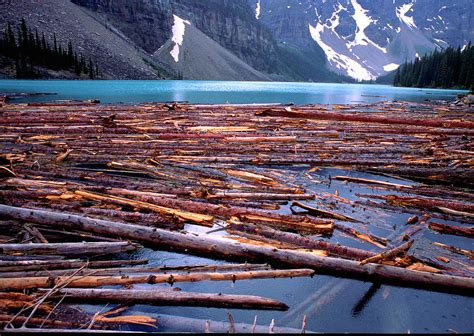 Log Jam Lake Morane Banff Canada Photograph By Derek Moore Fine Art