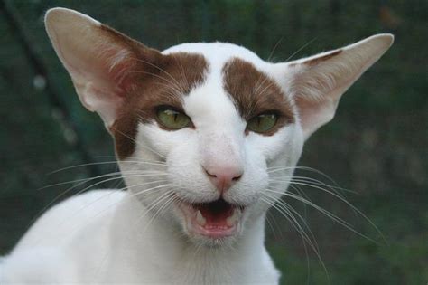 オリエンタルズはどんな猫性格や特徴似た猫種との違いについて ネコマガ