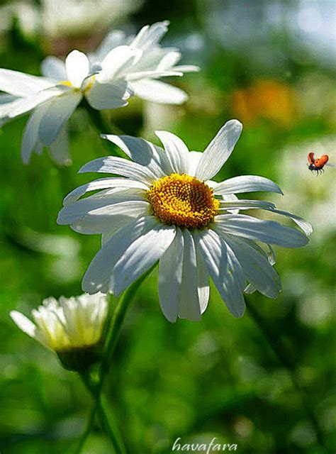 Check spelling or type a new query. BLOOMING SPRING ♡♥♡ | Ромашки, Цветы, Растения